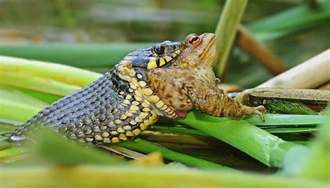 They eat earthworms, they eat beetle grubs of the scarab beetle family, and they eat cicada larvae. The Ultimate Guide To Grass Snakes | DIY Garden