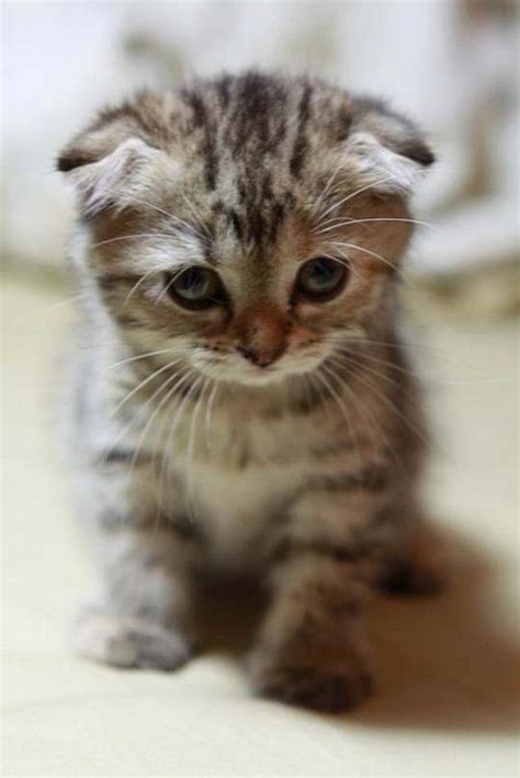 Cute Little Scottish Fold Kitten Sitting Cute Kittens