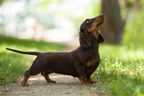 How Much Exercise Does A Dachshund Need I Love Dachshunds