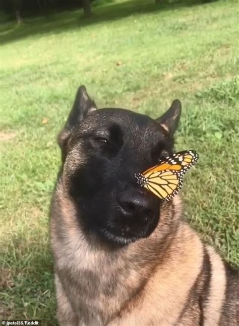 Beautiful Moment An Almost Endangered Butterfly Lands On Mals Nose