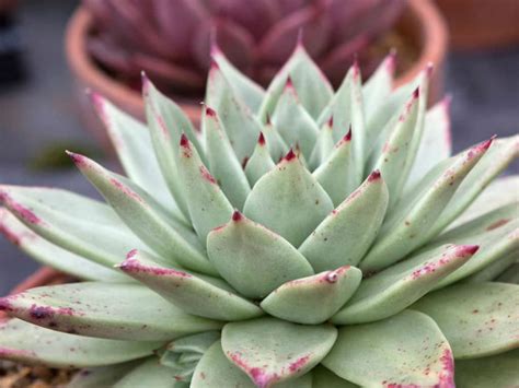 Echeveria Agavoides Maria Wax Agave World Of Succulents