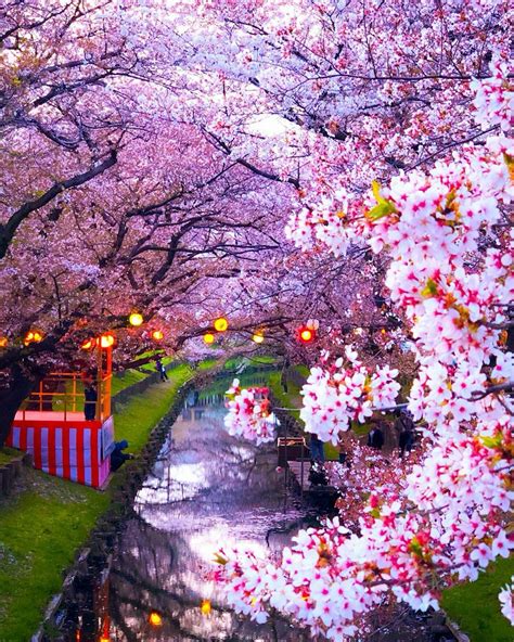 Cherry Blossoms Japan ภาพพื้นหลัง การวาดภาพทิวทัศน์ ท้องฟ้ายามค่ำคืน