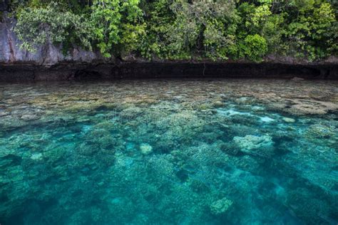 Amazing Coral Reef And Rock Island In Palau Stock Photo Image Of
