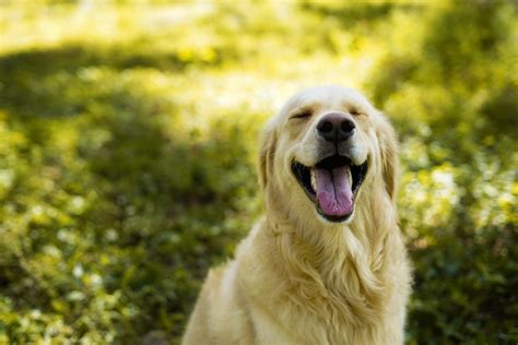 Trimming Golden Retriever Feathers: Owner's Guide