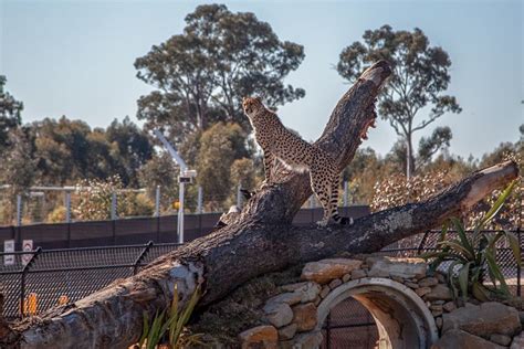 New Sydney Zoo Announces Official Opening Date Australasian Leisure