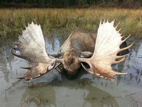 Biggest Moose Ever Alive