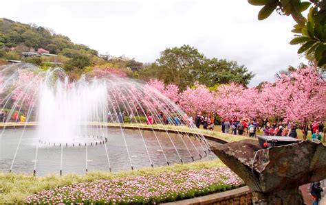 Yangmingshan Flower Festival Kicks Off In Taipei Enjoy Views Of Cherry