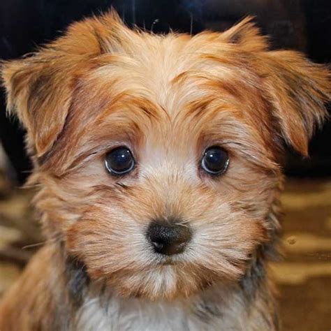 Morkiemy Heart Just Melted Morkie Puppies Morkie Haircuts Morkie