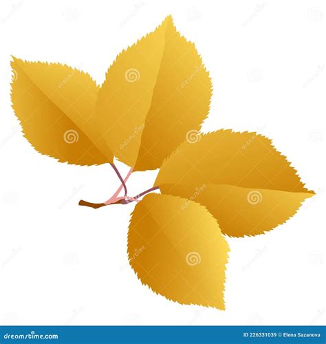 Elm Branch With Gold Autumn Leaves Isolated On White Background Stock