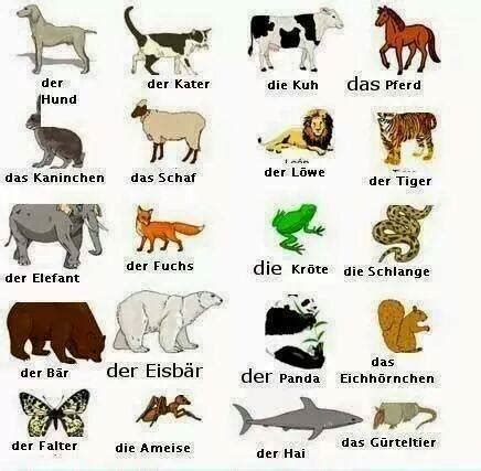 Nama Hewan Dalam Bahasa Jerman Pursuing My Dreams