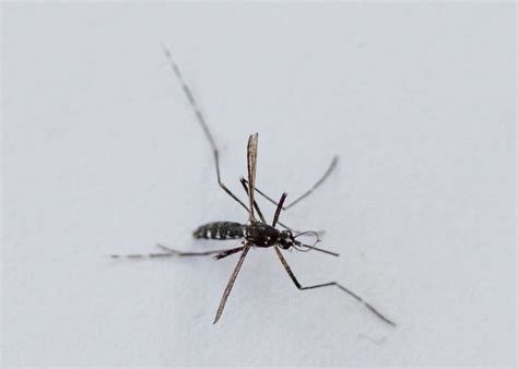 Asiatische Tigermücke Aedes Albopictus 2 Asiatische Ti Flickr