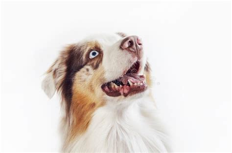 Surprised Australian Shepherd Dog Funny Puppy Aussie Smiles Stock