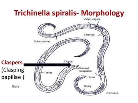 Phylum Nematoda Round Worms Flashcards Quizlet