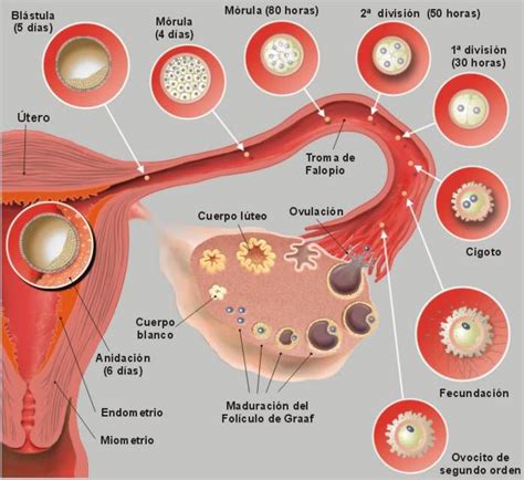 Fecundación Embriologia Humana Aparato Reproductor Femenino Etapas