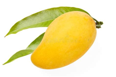 Fresh Mango Fruit Isolated White Background Stock Photo Image Of