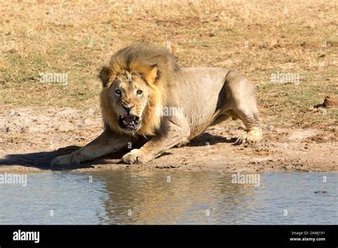 Magnificent African Lions Stock Photo Alamy