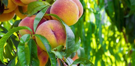 The Georgia Peach May Be Vanishing But Its Mythology Is Alive And Well