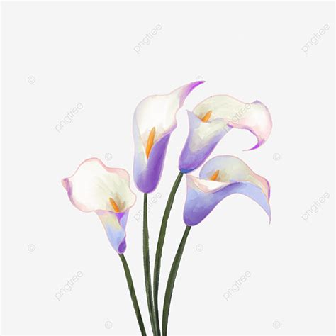 Calla Lily Hd Transparent Purple Watercolor Calla Lily Wedding Flowers