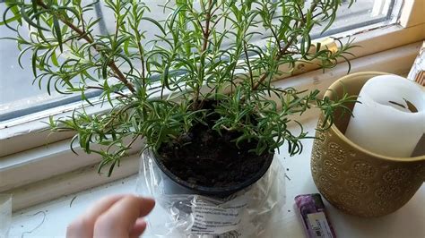 How Often Should I Water My Rosemary Plant Rodgaylord