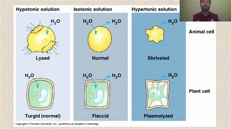 Animal and plant cells in a hypotonic solution• solution which contain higher concentration of water and lower concentration of solutes is called as hypotonic solution.• 6. Types of Solutions - YouTube