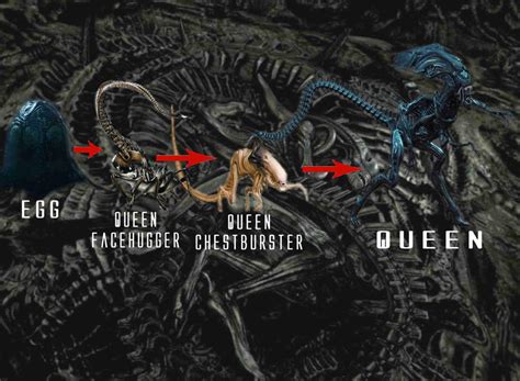 Alien Queen Life Cycle By Weylandyutanicorp On Deviantart
