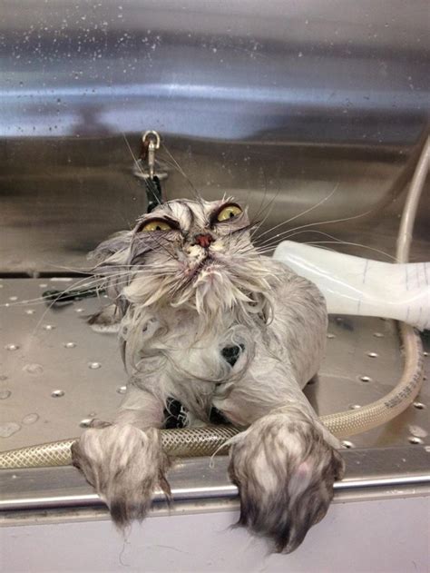 Hilarious Pictures Of Wet Cats 22 Pics