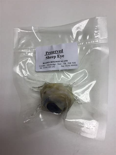 Sheep Eye Preserved Each Pzk 154 Blades Biological Ltd Kent