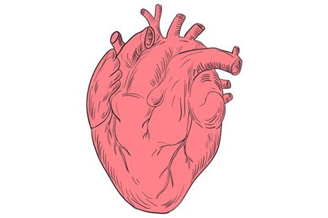 Human Heart Anatomy Drawing Custom Designed