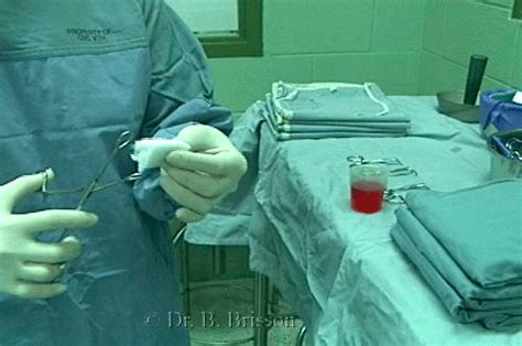 Skin Preparation Veterinary Surgery Online