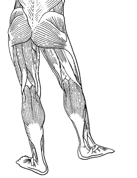 Lower Leg Muscle Diagram Blank Sketch Coloring Page