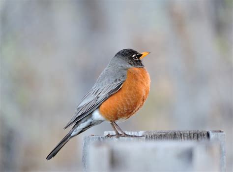 Robin Migration When It Starts And Why You Might See Robins During The