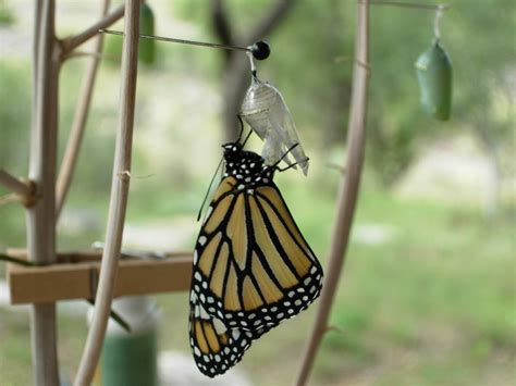 Raising Monarch Butterflies At Home Fun Easy