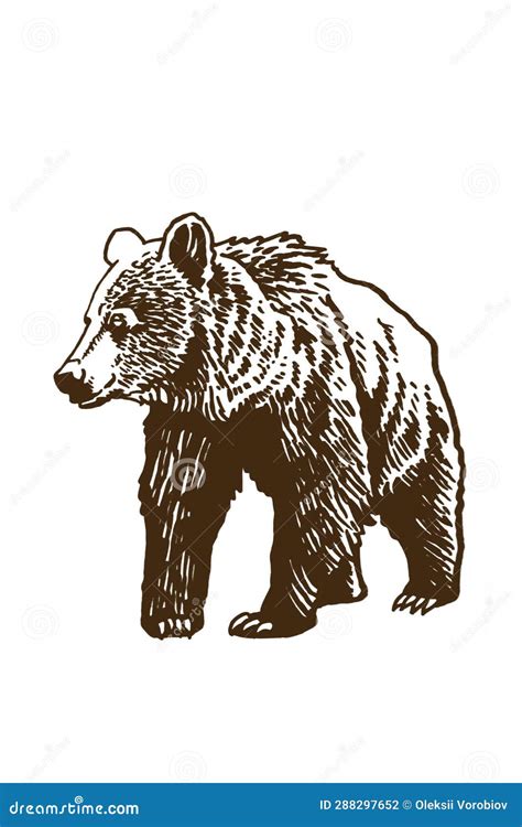 Brown Grizzly Bear Walking Isolated On White Vector Color Illustration