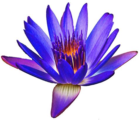 Gorgeous Water Lily By Jeanicebartzen27 On Deviantart