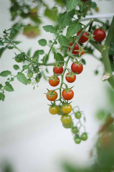 Bush varieties are compact and do not require a trellis. How much sun does my vegetable garden needs? Currant ...