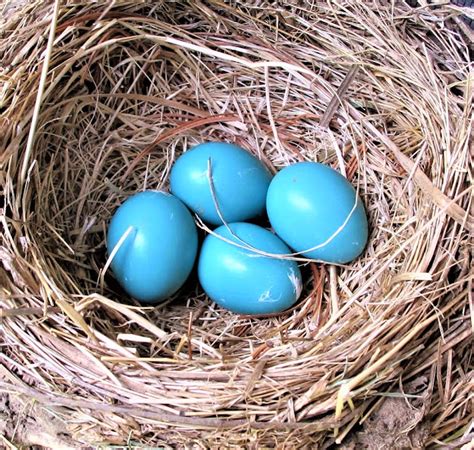 BARRY The BIRDER Blue Jay Cyanocitta Cristata Eggs