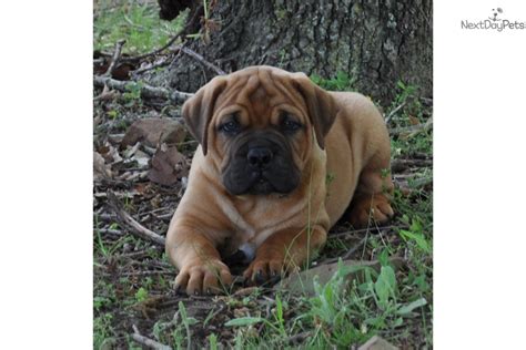 Offering cage free environment, subscription option available, providing socialization in healthy and safe. Bullmastiff puppy for sale near Tulsa, Oklahoma | 951adae9-8231