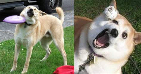 15 Dogs Who Hilariously Fail At Being Dogs Thethings