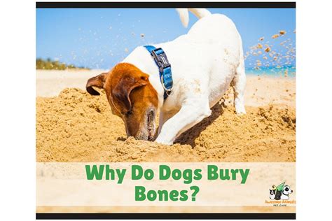 Why Do Dogs Bury Bones The World Of Dogs