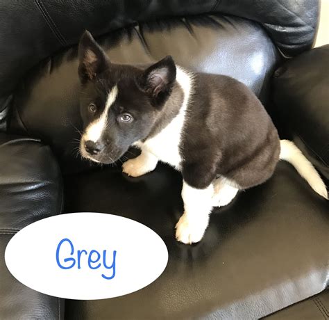 The mom is american bulldog and dad is french bulldog. Grey - a male CKC American Akita puppy in Cypress, Texas ...