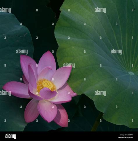 Chinese Lotus Flower Stock Photo Alamy