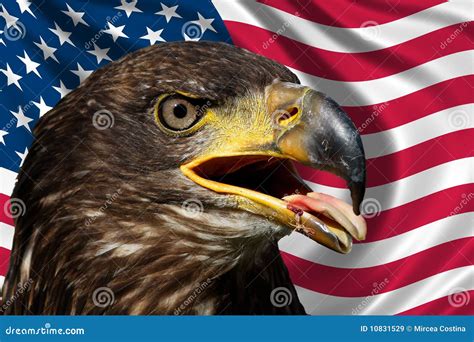 Usa Flag With Eagle Stock Image Image Of Political 10831529