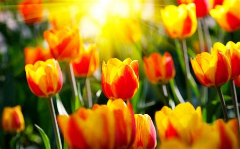 Tulip Full Hd Wallpaper And Background Image 2560x1600 Id179227