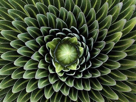 35 Breathtaking Examples Of Patterns In Nature Demilked Fractals