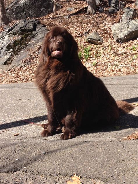 Pin By Hannah Steber On How Cute Is That Newfoundland Dog Brown