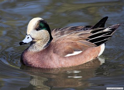 Identify All Types Of Ducks Duck Pictures And Duck Representative