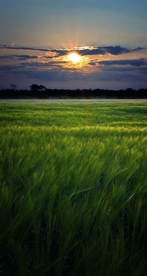 Green Fields Sunset Landscape The Iphone Wallpapers