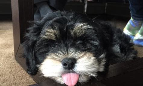 They are up to date on shots, worming and trained.go out dog. Havanese Puppies For Sale Near Me Reviews & Guide