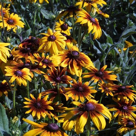 Gloriosa Daisy Seeds | Gloriosa daisy, Wildflower seeds, Black eyed susan