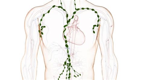 Lymphknoten Wichtig Für Das Aufnehmen Und Filtern Der Lymphe